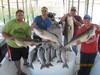 (10/02/2016) - Nice Striped Bass